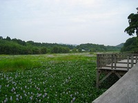 お花見ドライブ♪南薩編　byキティ’ｓ