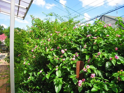 七夕カレー＆今日の庭仕事♪