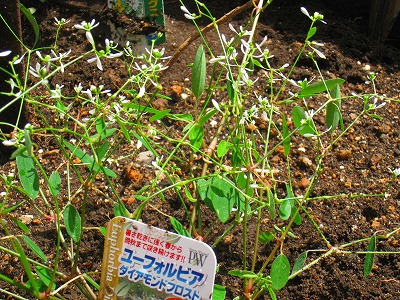 今日のお庭♪アナベル編