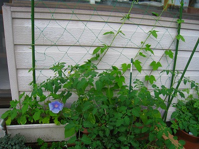 グリーンカーテン♪開花編