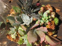 多肉の寄せ植え