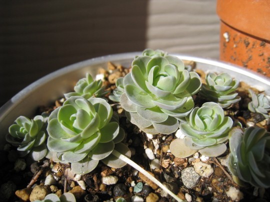 多肉の寄せ植え