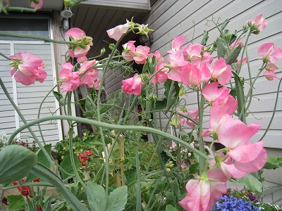 我が家の玄関のお花色々~♪