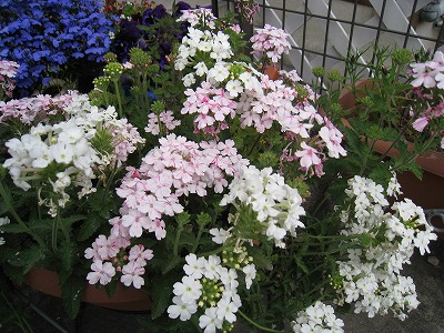 我が家の玄関のお花色々~♪