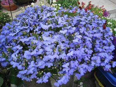 我が家の玄関のお花色々~♪