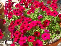 ビフォー・アフター色々②