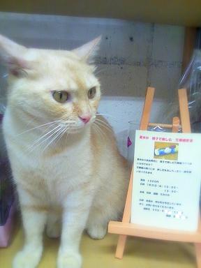 みーさんからのお知らせ