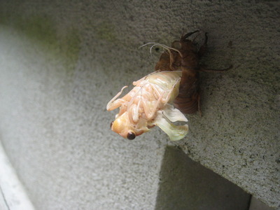 せみ
