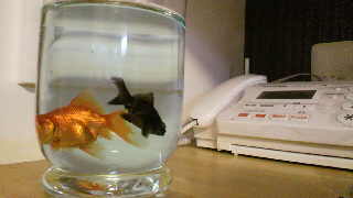 金魚