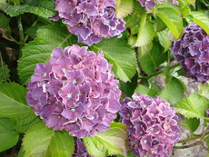 紫陽花♪