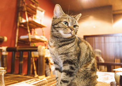 カフェにいる猫