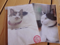 【10月開催予定】猫展出展者募集