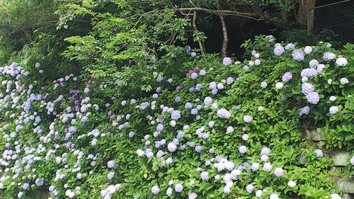 慈眼寺公園の紫陽花