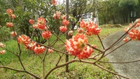 一心行の桜と通潤橋