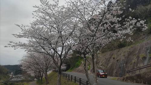 冠嶽園の桜