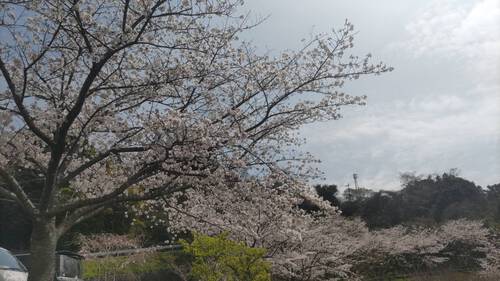 冠嶽園の桜