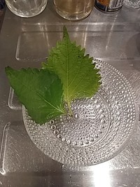  若返りの草も食べましょう 2020/10/03 14:54:17
