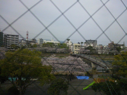 桜…満開。