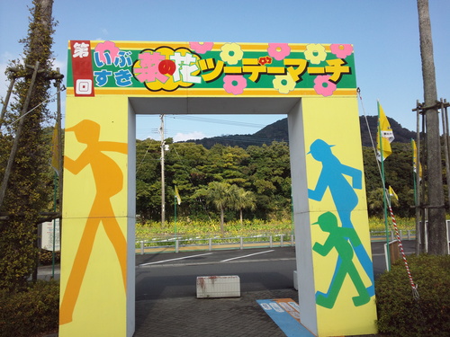 満開の菜の花がお待ちしています☆