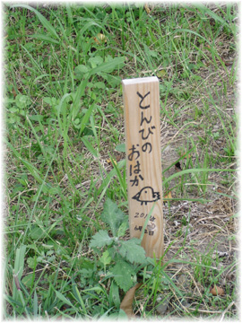 ☆になった・・・