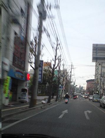 街路樹
