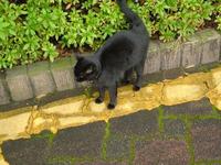 鴨池新町のクロ猫さん