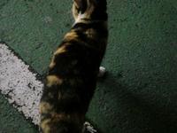 コンビニの猫さん
