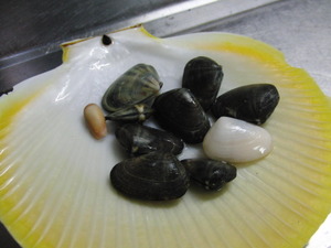 吹上浜おさかな館