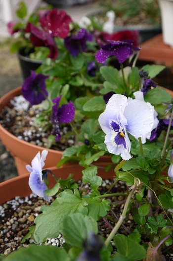 Teresaの花壇を彩るお花たち