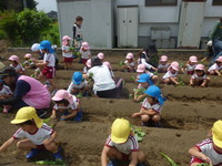 さつまいもの苗植え