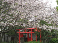 稲荷神社の桜