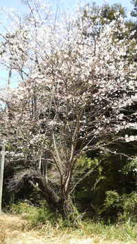 加治木に桜の穴場発見