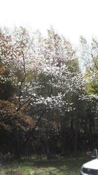 加治木に桜の穴場発見