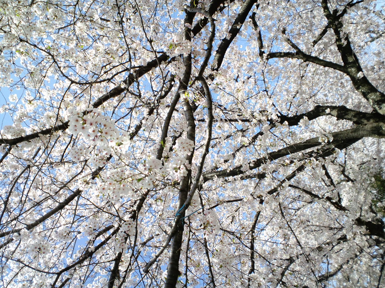 ☆桜は寝転んで見上げるのが好きです☆