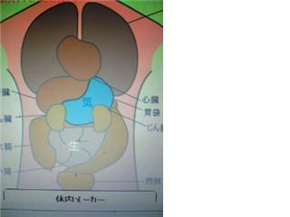 新しい体内メーカー占い♪