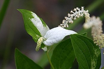 6月21日夏至は、未来の旦那様や妖精に会える特別な日？