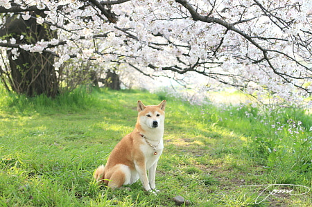 ☆桜は寝転んで見上げるのが好きです☆