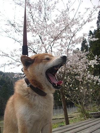 ☆桜は寝転んで見上げるのが好きです☆