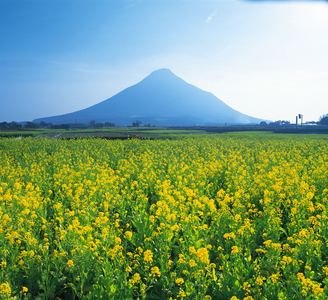 菜の花～☆”