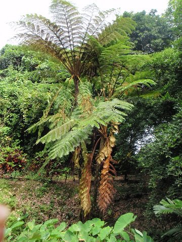 恐竜時代のヤシの木のような植物 ヒカゲヘゴ