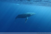 　沖永良部島 のザトウクジラ