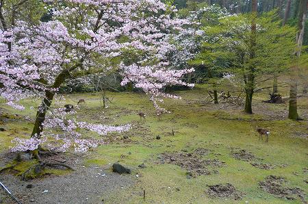 花散らしの雨