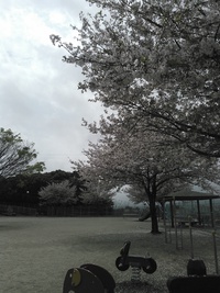 お花見中止