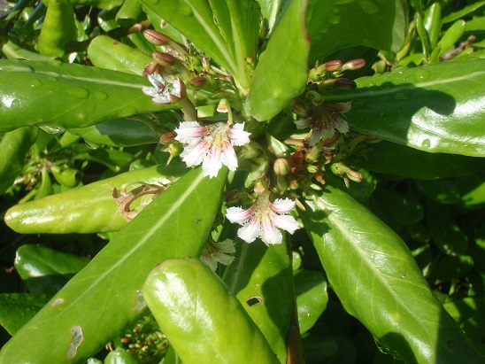クサトベラ　浜に生える植物