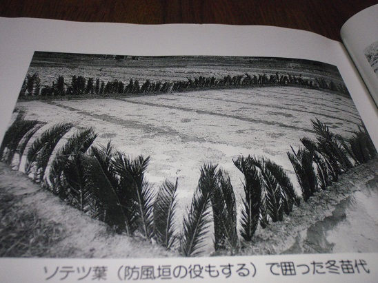 蘇鉄の葉で防風　和泊町制0周年記念誌より