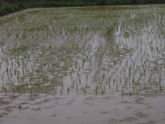 2月28日に田植え　大城小学校　　沖永良部島