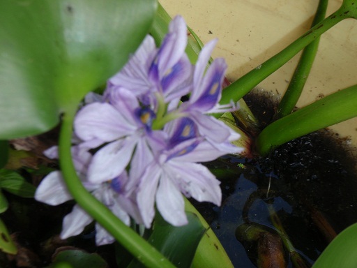 草次郎の草日記