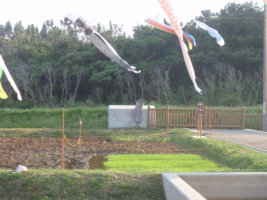 余多ふれあい公園の水田　苗代　今年も田植え予定