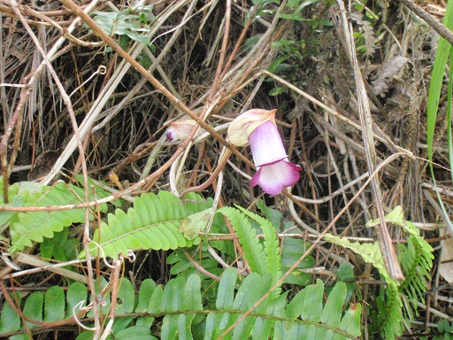 ナンバンギセル　　珍しい花です。