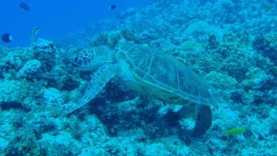 沖永良部島100の素顔 ガイドブック